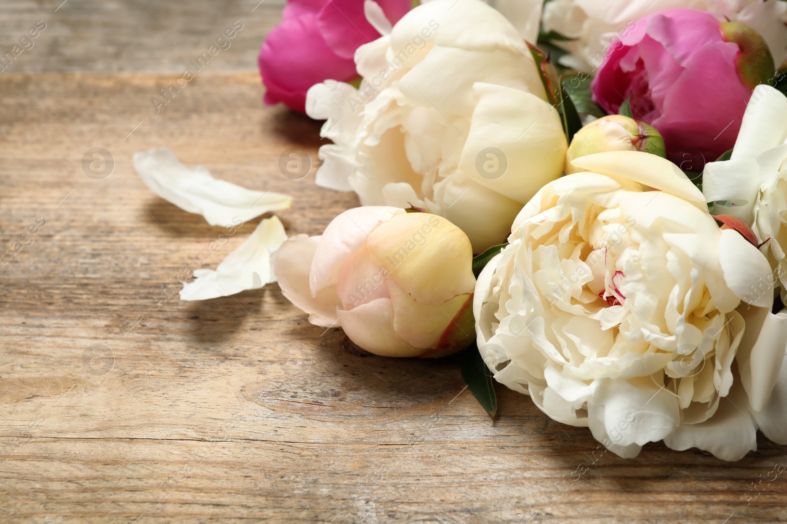 Photo of Beautiful peony flowers on wooden background, closeup