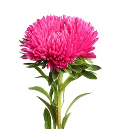 Beautiful bright aster flower on white background