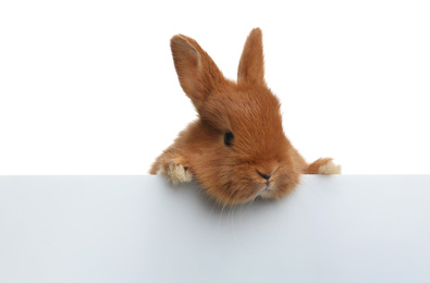 Photo of Adorable fluffy bunny on white background. Easter symbol