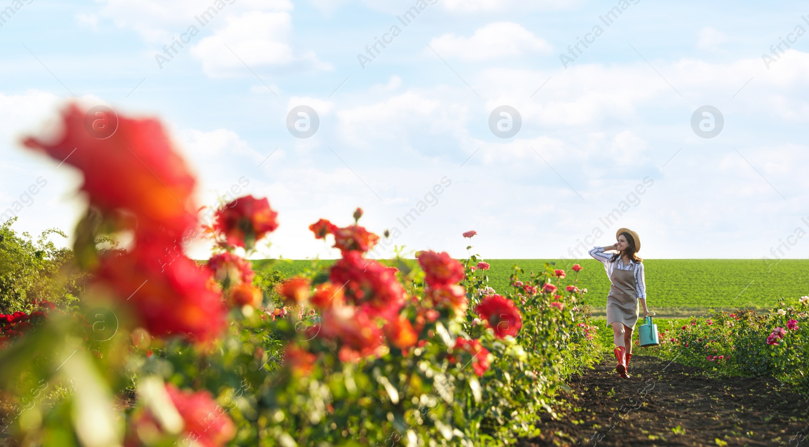 Photo of Woman with watering can walking near rose bushes outdoors