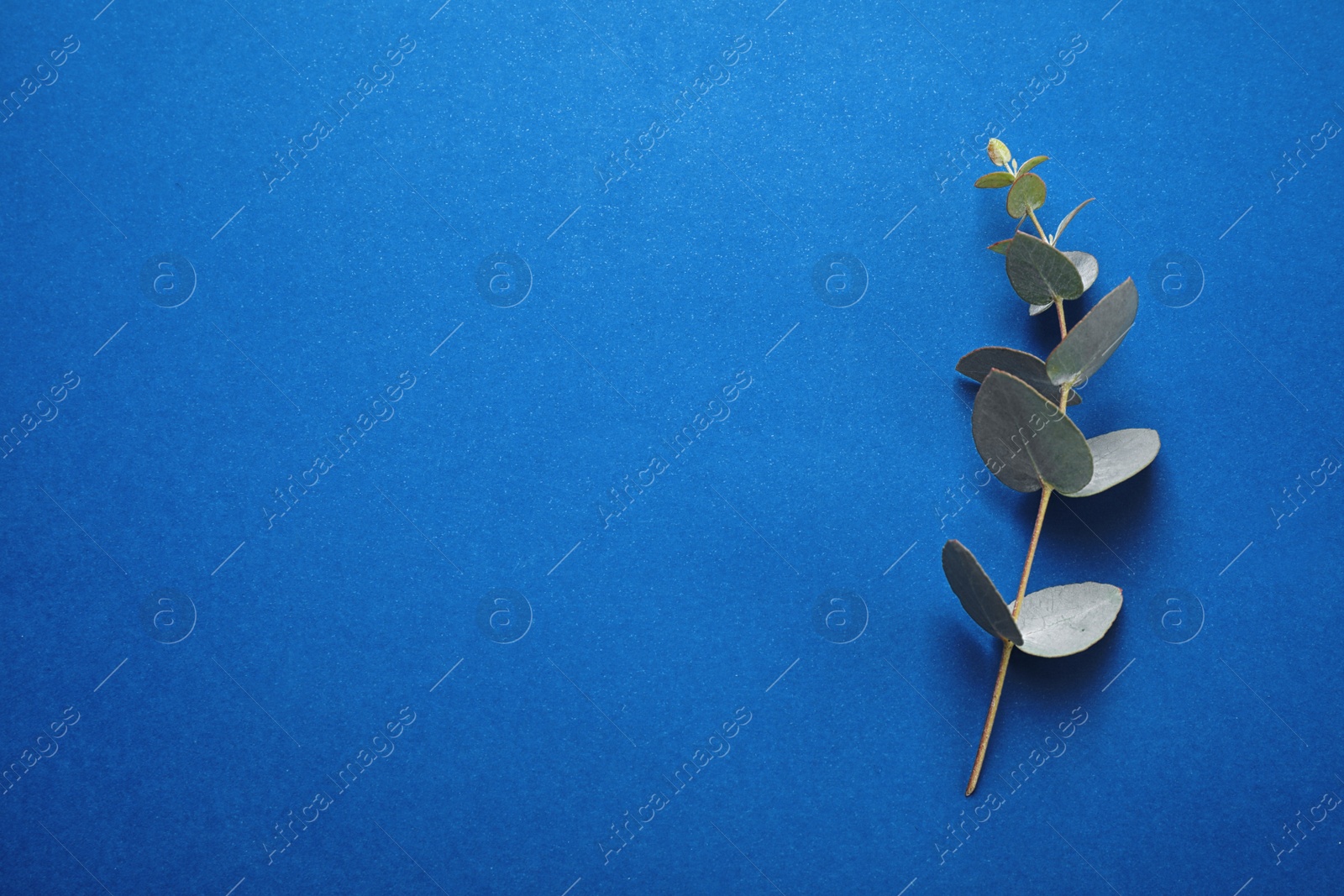 Photo of Eucalyptus branch on bright background, top view with space for text. Color of the year 2020 (Classic blue)