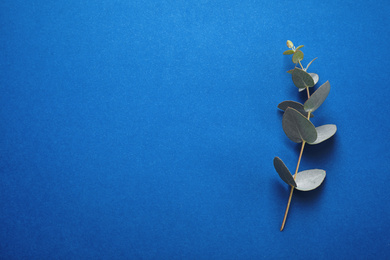 Photo of Eucalyptus branch on bright background, top view with space for text. Color of the year 2020 (Classic blue)