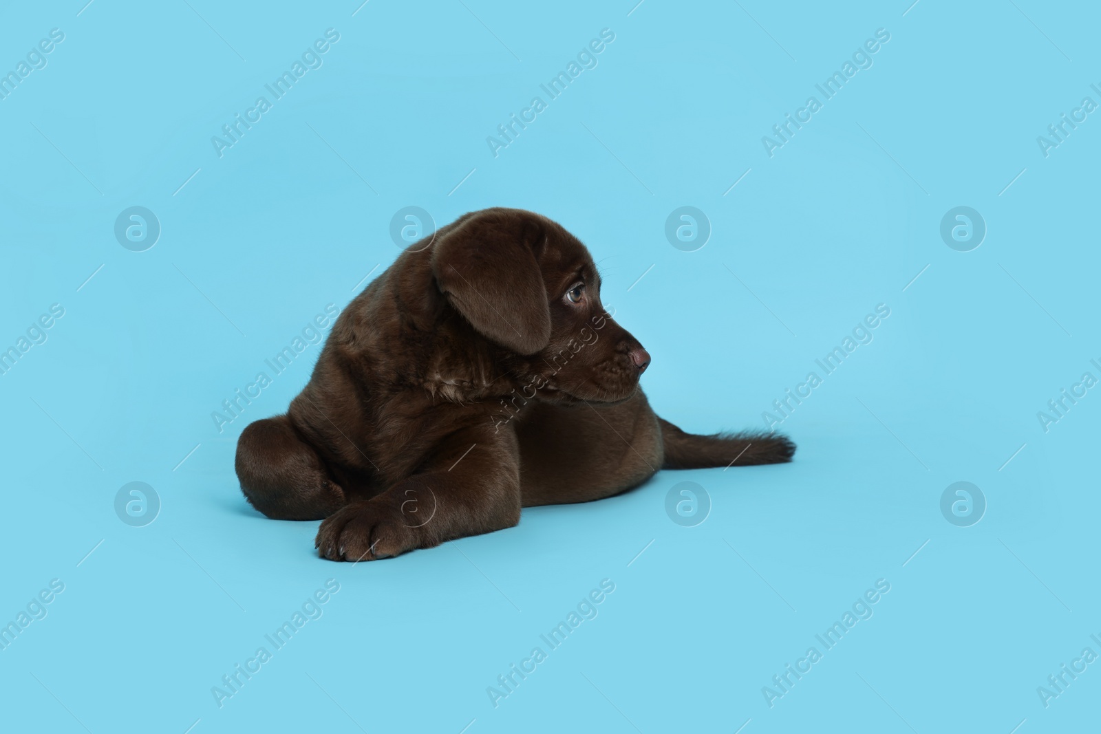 Cute chocolate Labrador Retriever puppy on light blue background Photo of Cute chocolate Labrador Retriever puppy on light blue background