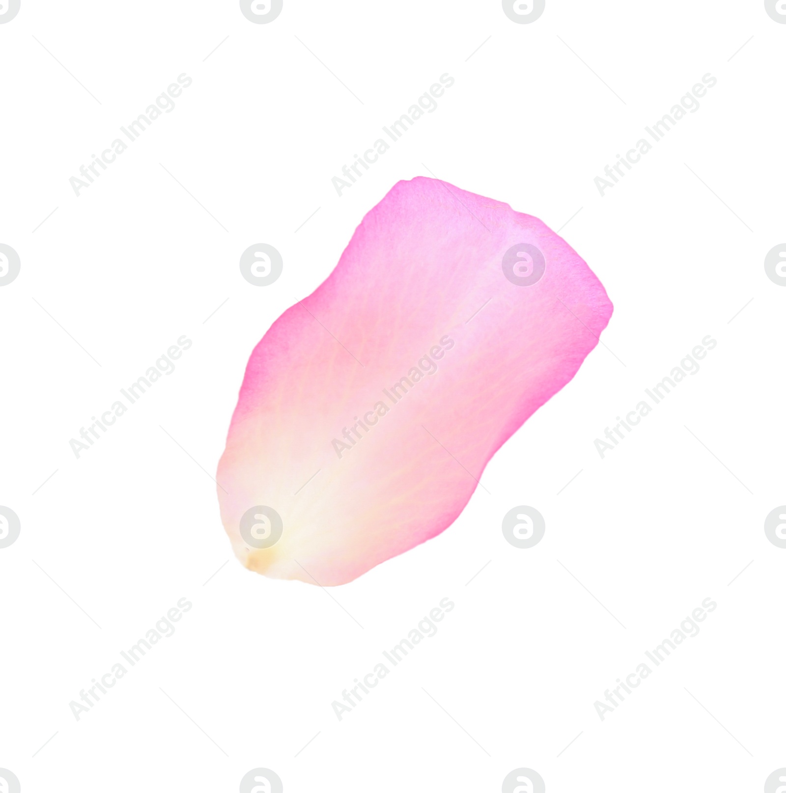 Photo of Tender pink rose petal isolated on white