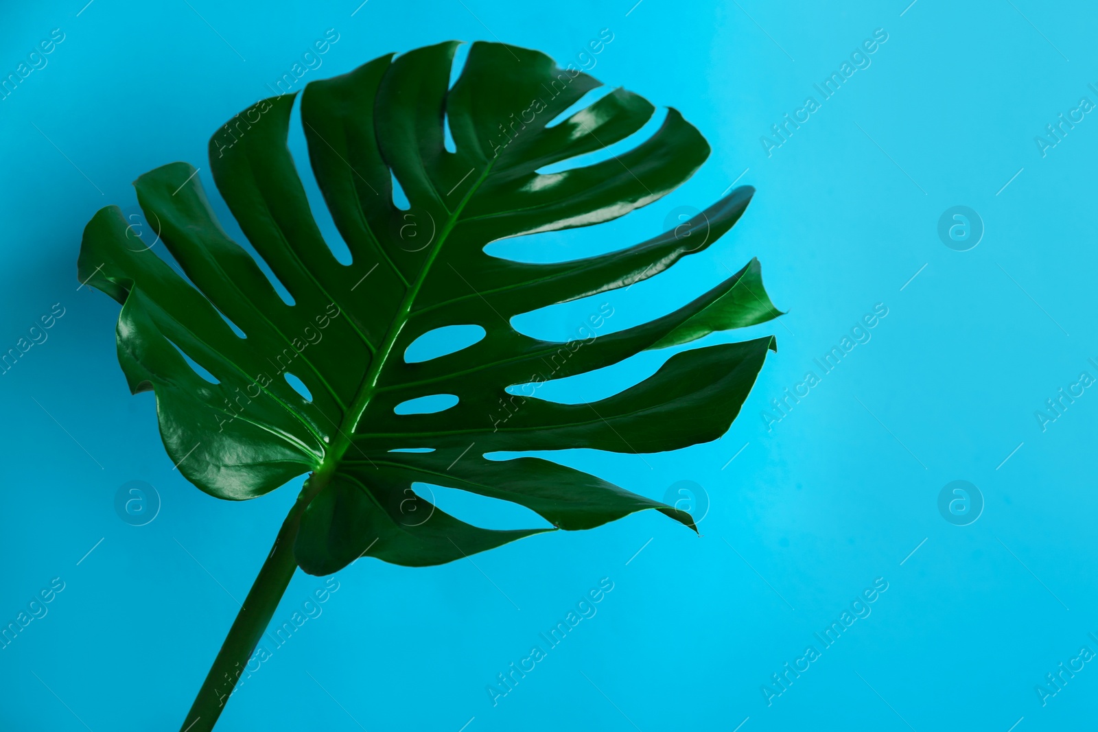 Photo of Beautiful monstera leaf on light blue background. Tropical plant