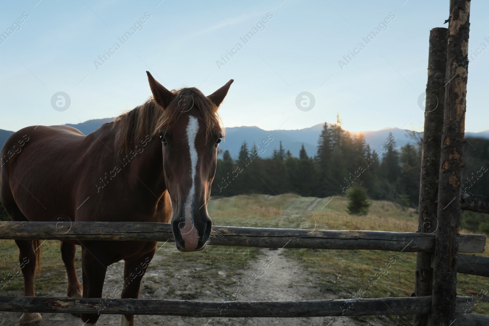 Photo of Beautiful horse near wooden fence in mountains