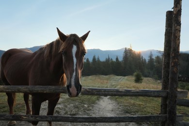 Beautiful horse near wooden fence in mountains