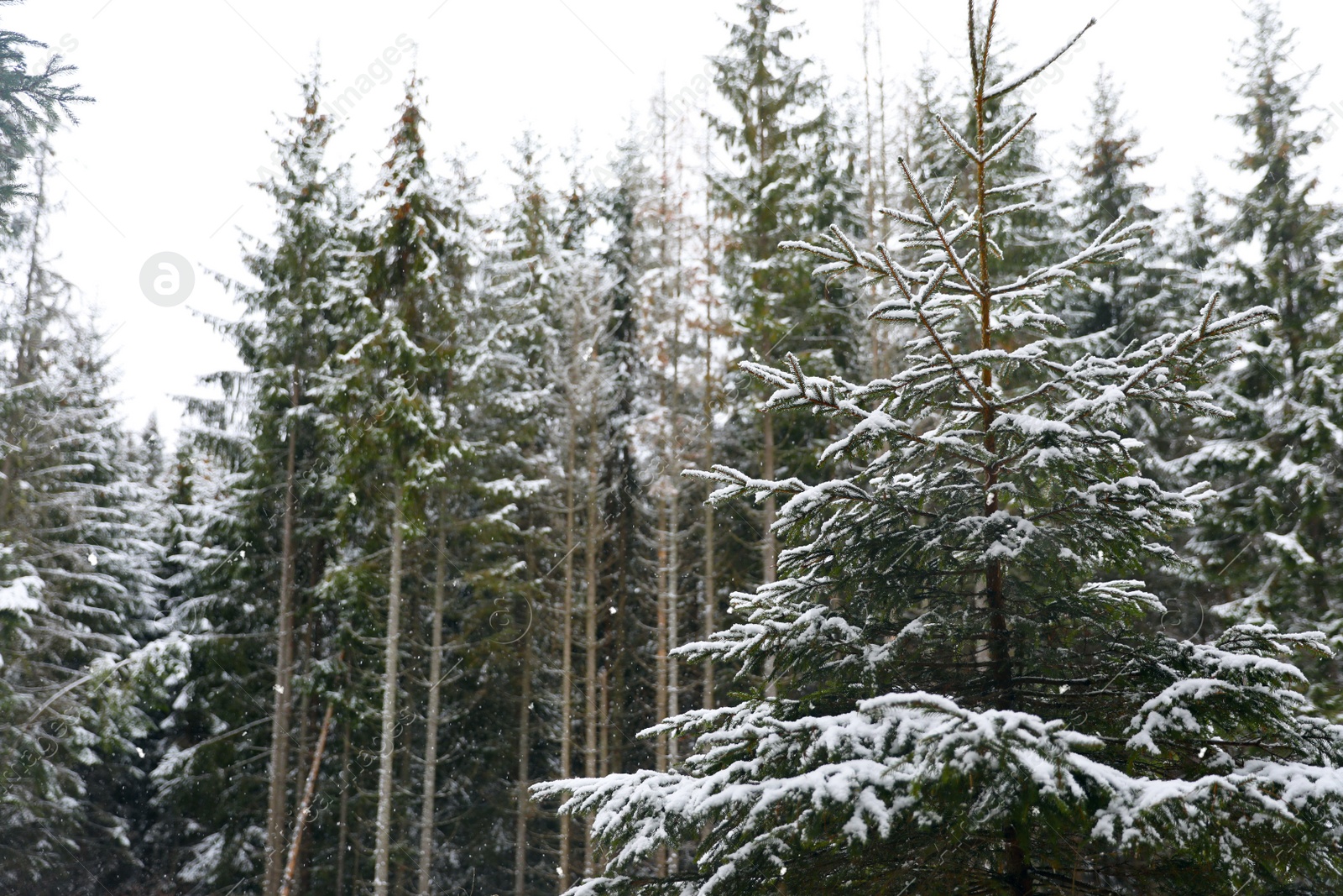 Photo of Beautiful view of conifer forest on snowy winter day