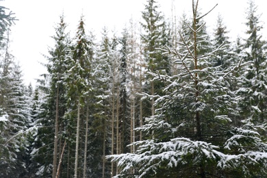 Beautiful view of conifer forest on snowy winter day