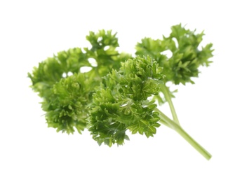 Fresh green curly parsley on white background