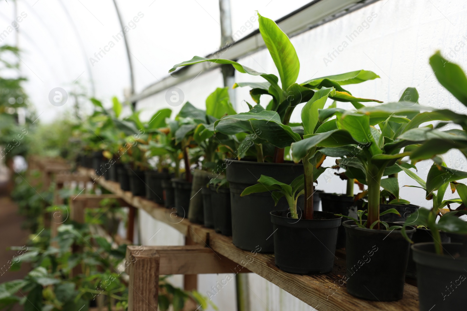 Photo of Many different potted plants in greenhouse, space for text