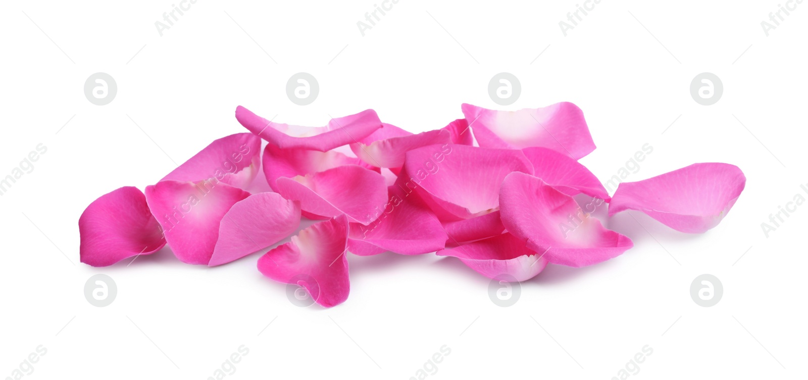 Photo of Many pink rose petals on white background