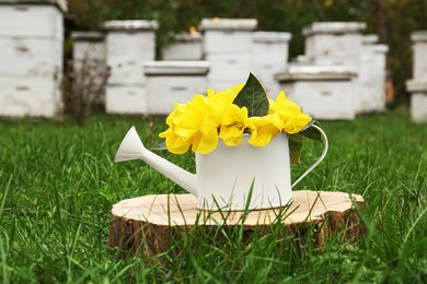 White watering can with beautiful yellow oenothera flowers on stump outdoors