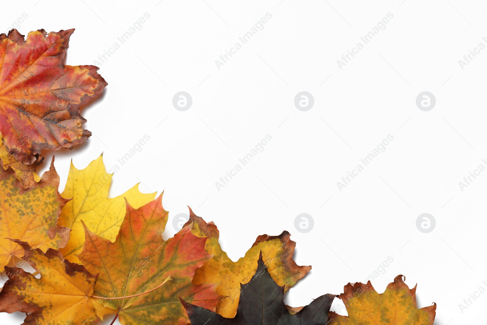 Photo of Dry leaves of maple tree on white background, top view. Autumn season