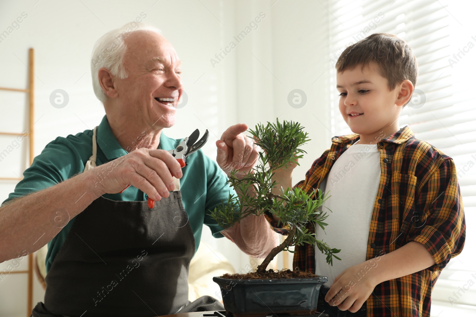 Photo of Senior man with little grandson taking care of Japanese bonsai plant indoors. Creating zen atmosphere at home