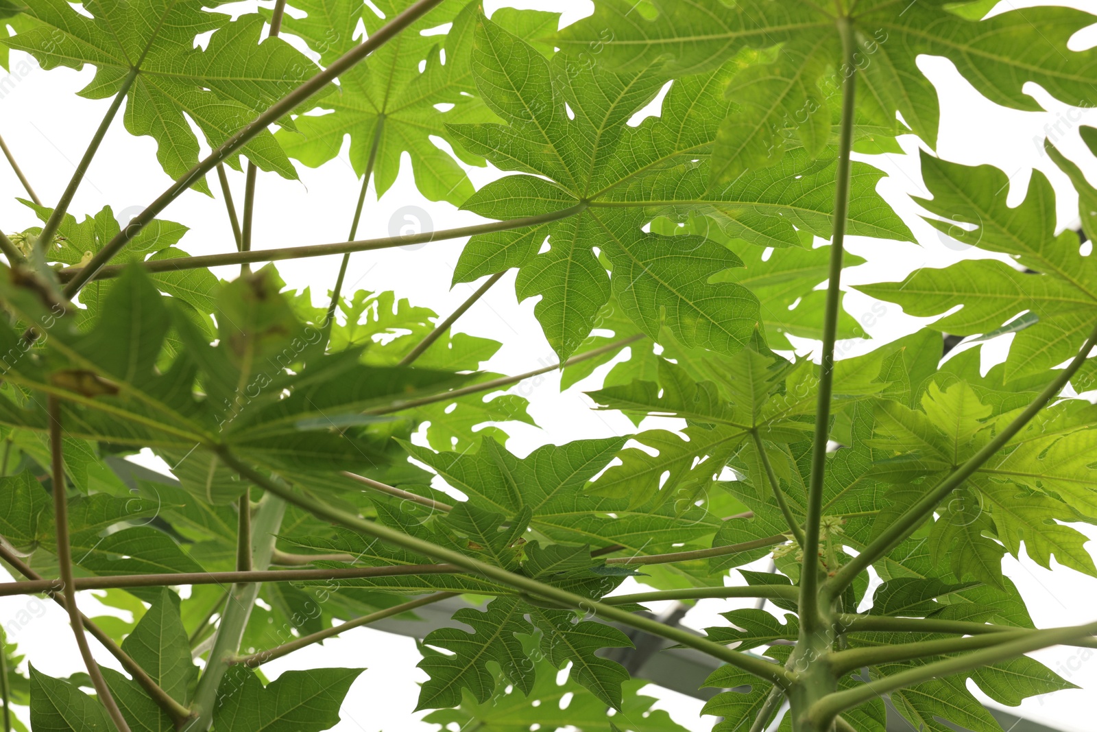 Photo of Papaya tree with beautiful leaves growing in greenhouse, bottom view