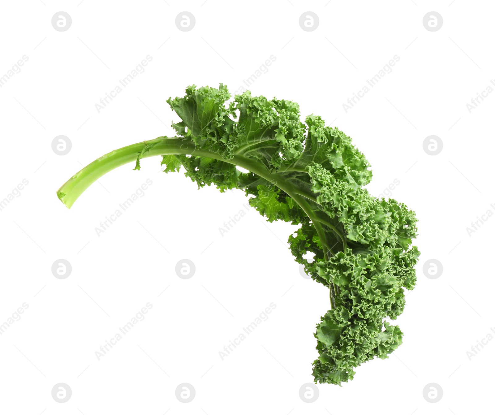 Photo of Fresh green kale leaf isolated on white