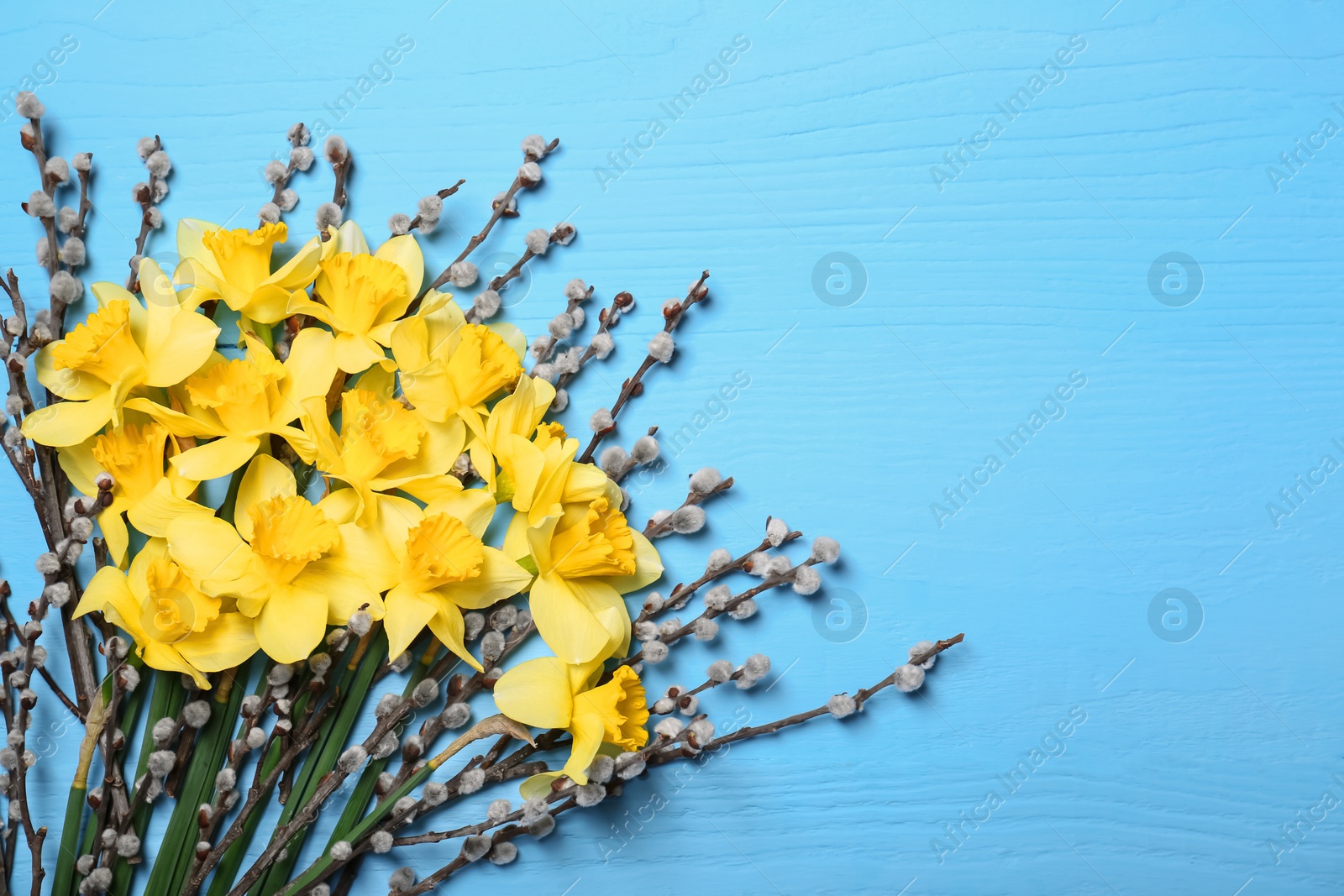 Photo of Bouquet of beautiful yellow daffodils and willow flowers on light blue wooden table, top view. Space for text