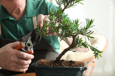 Photo of Senior man taking care of Japanese bonsai plant indoors, closeup. Creating zen atmosphere at home