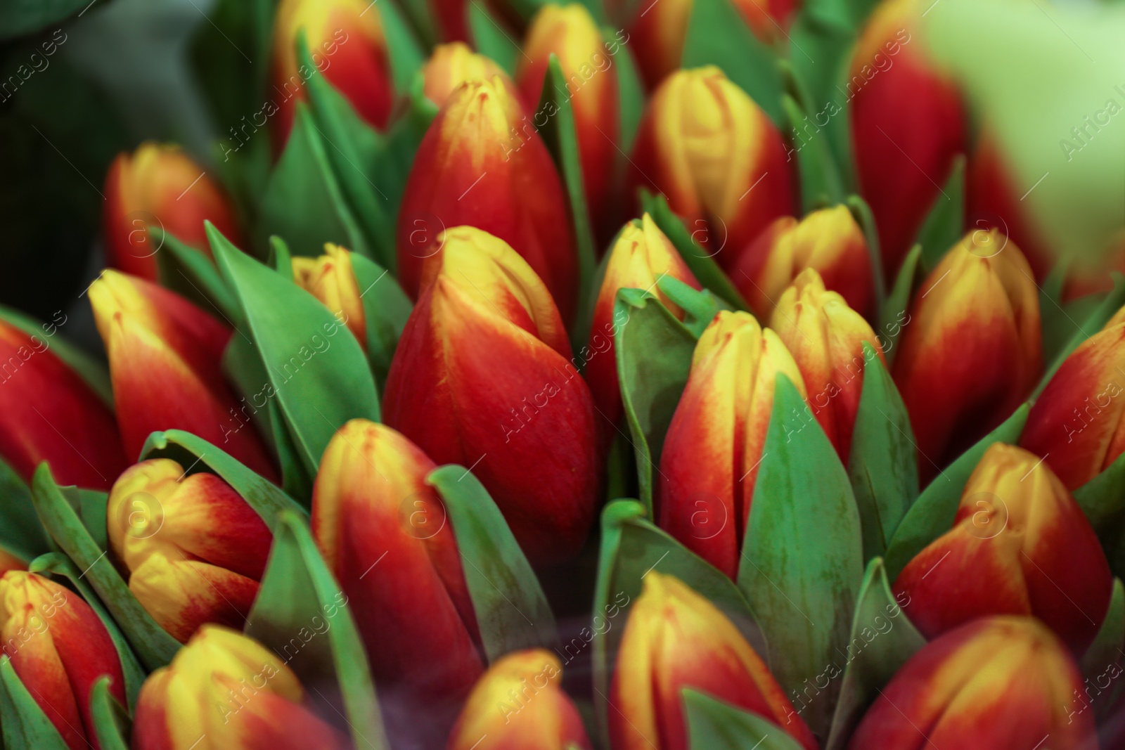 Photo of Fresh bouquet of beautiful tulip flowers, closeup