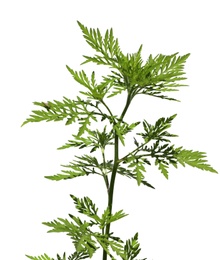 Blooming ragweed plant (Ambrosia genus) on white background. Seasonal allergy