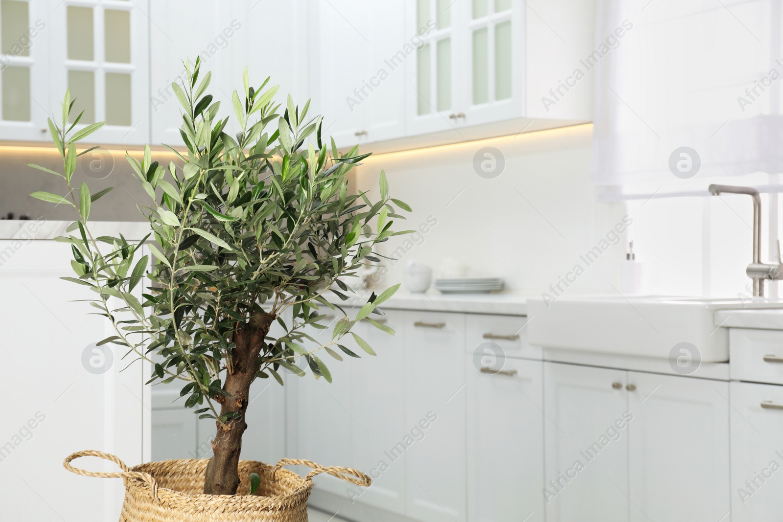 Photo of Beautiful potted olive tree in stylish kitchen