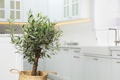 Beautiful potted olive tree in stylish kitchen