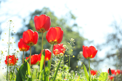 Blossoming tulips outdoors on sunny spring day