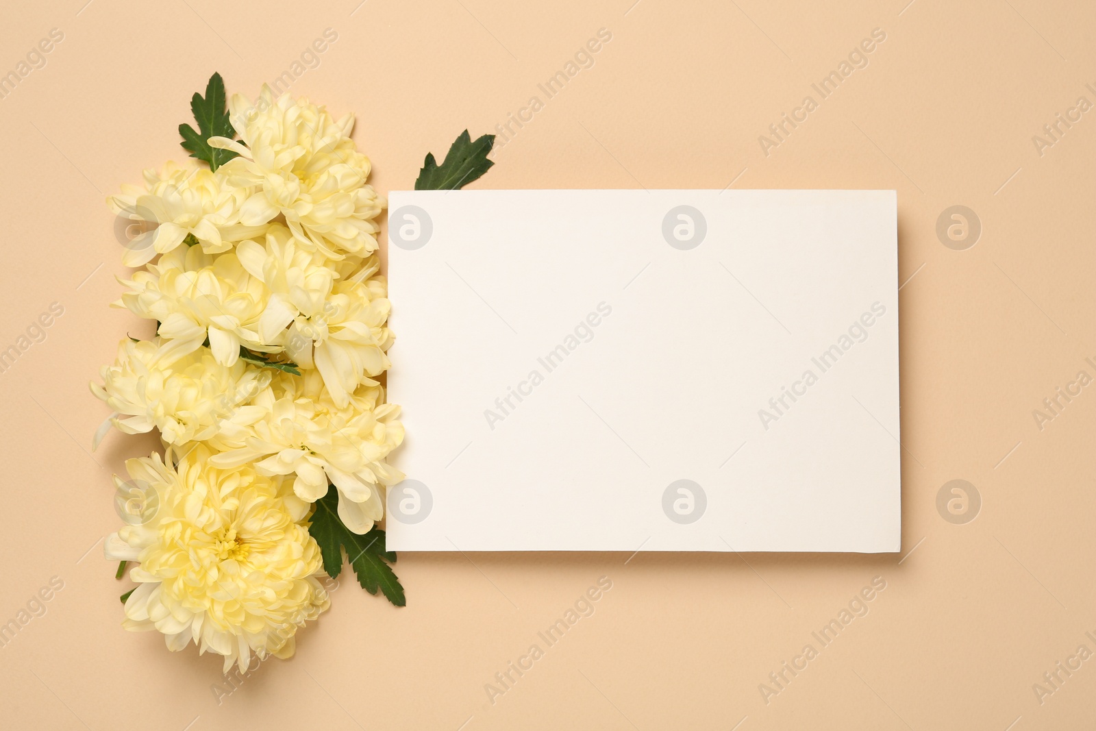 Photo of Beautiful chrysanthemums, leaves and blank card on beige background, flat lay. Space for text