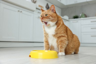 Photo of Cute ginger cat near feeding bowl in kitchen. Space for text