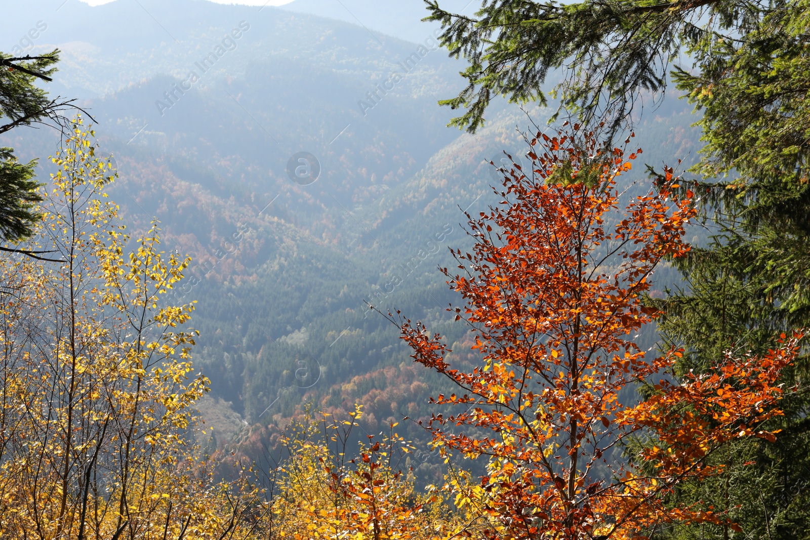 Photo of Picturesque view of beautiful forest near mountains on sunny autumn day