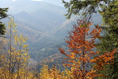 Picturesque view of beautiful forest near mountains on sunny autumn day
