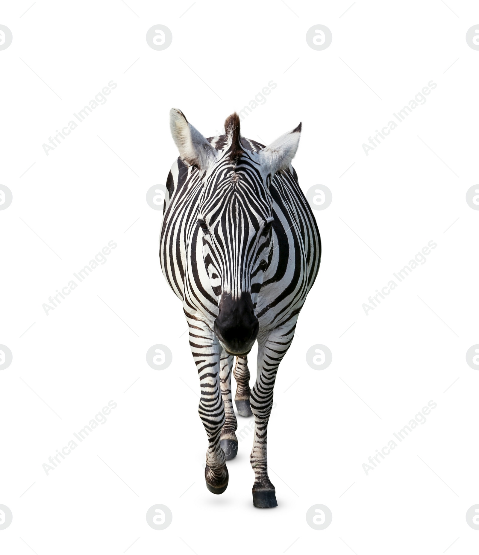 Image of Beautiful striped African zebra on white background. Wild animal