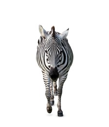 Image of Beautiful striped African zebra on white background. Wild animal