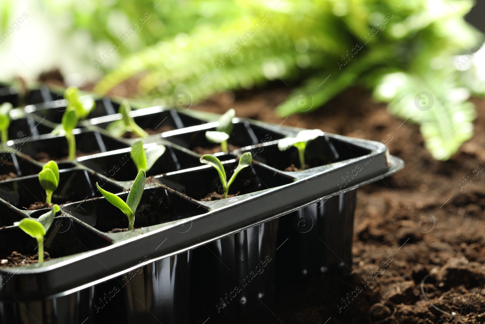 Photo of Seedling tray with young vegetable sprouts on ground outdoors