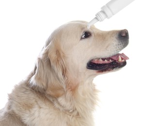 Image of Giving medical drops to cute dog on white background