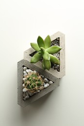 Succulent plant and cactus in concrete pots on white table, flat lay