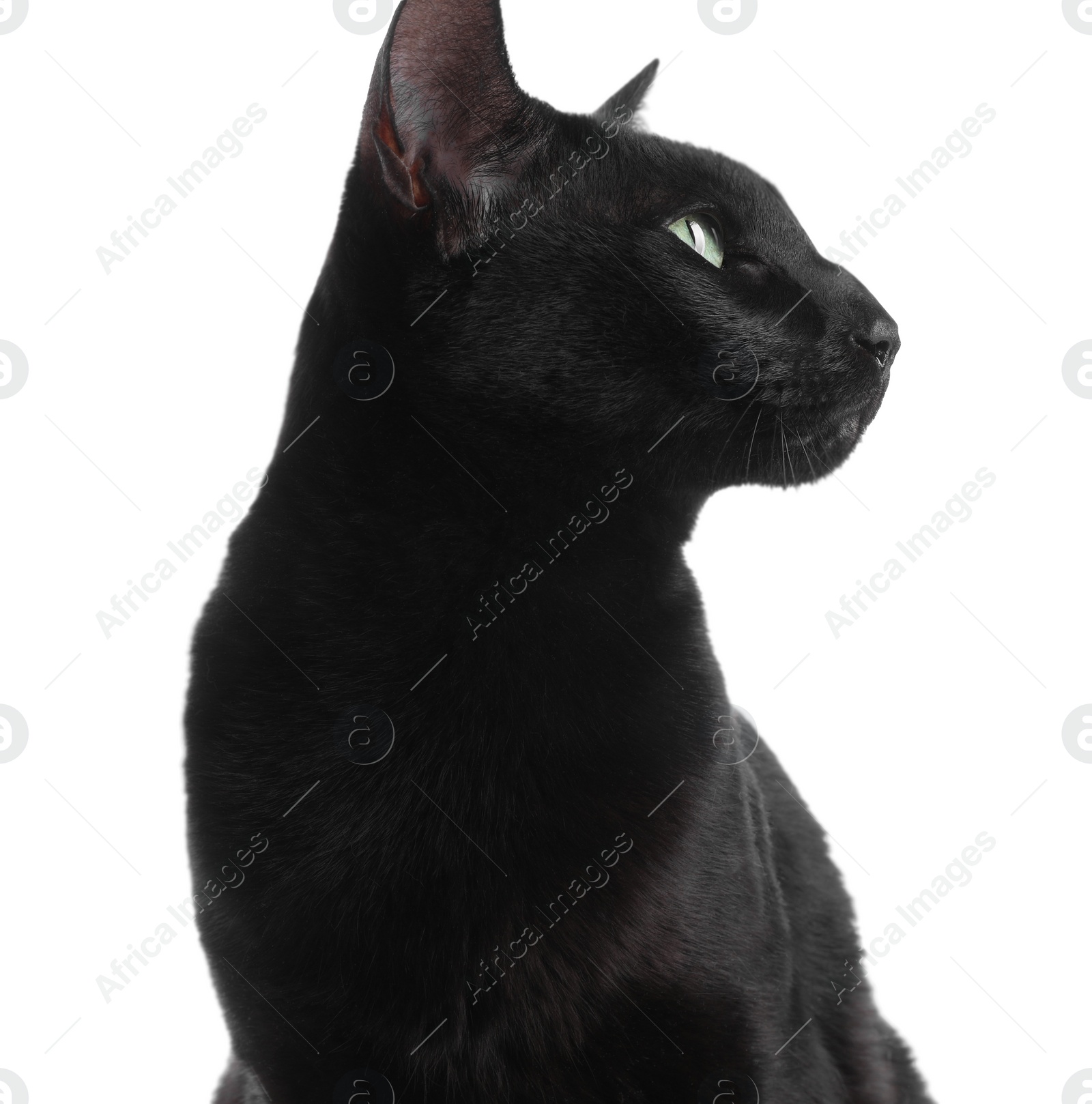 Photo of Adorable black cat with green eyes on white background. Lovely pet