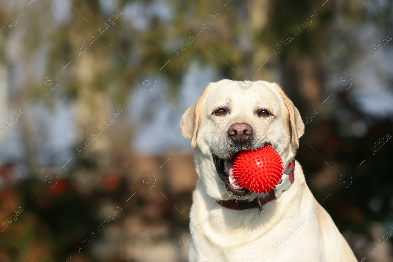 Photo of Yellow Labrador with ball in park on sunny day. Space for text