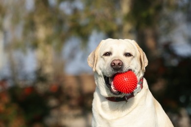Photo of Yellow Labrador with ball in park on sunny day. Space for text
