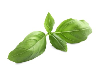 Photo of Aromatic green basil sprig isolated on white. Fresh herb