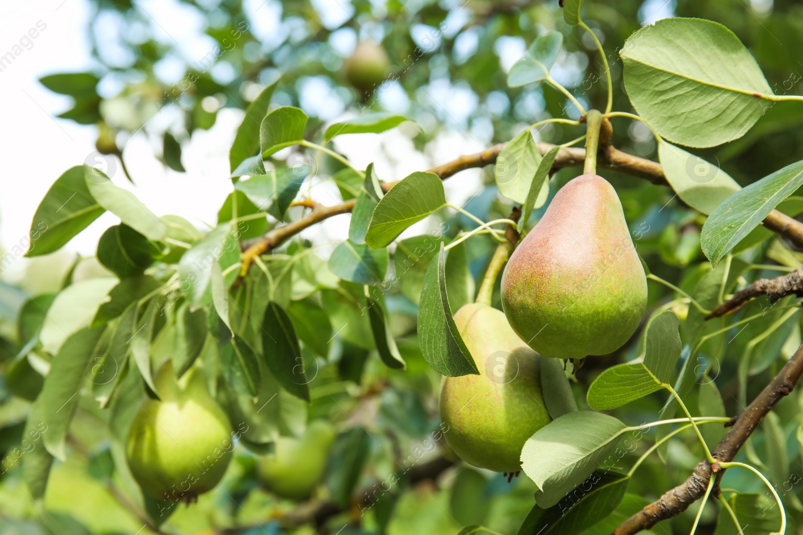 Photo of Branch of pear tree with fruits, closeup