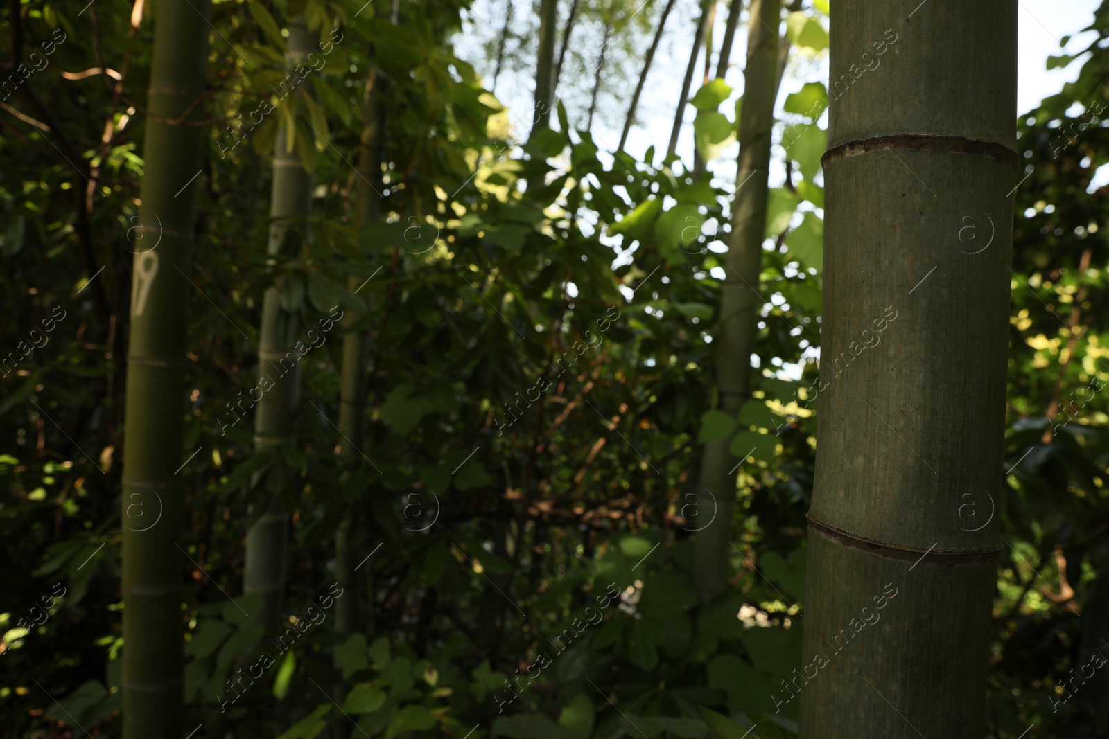 Photo of Beautiful green bamboo plants growing in forest, closeup