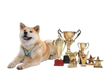 Photo of Adorable Akita Inu dog with champion trophies and medals on white background