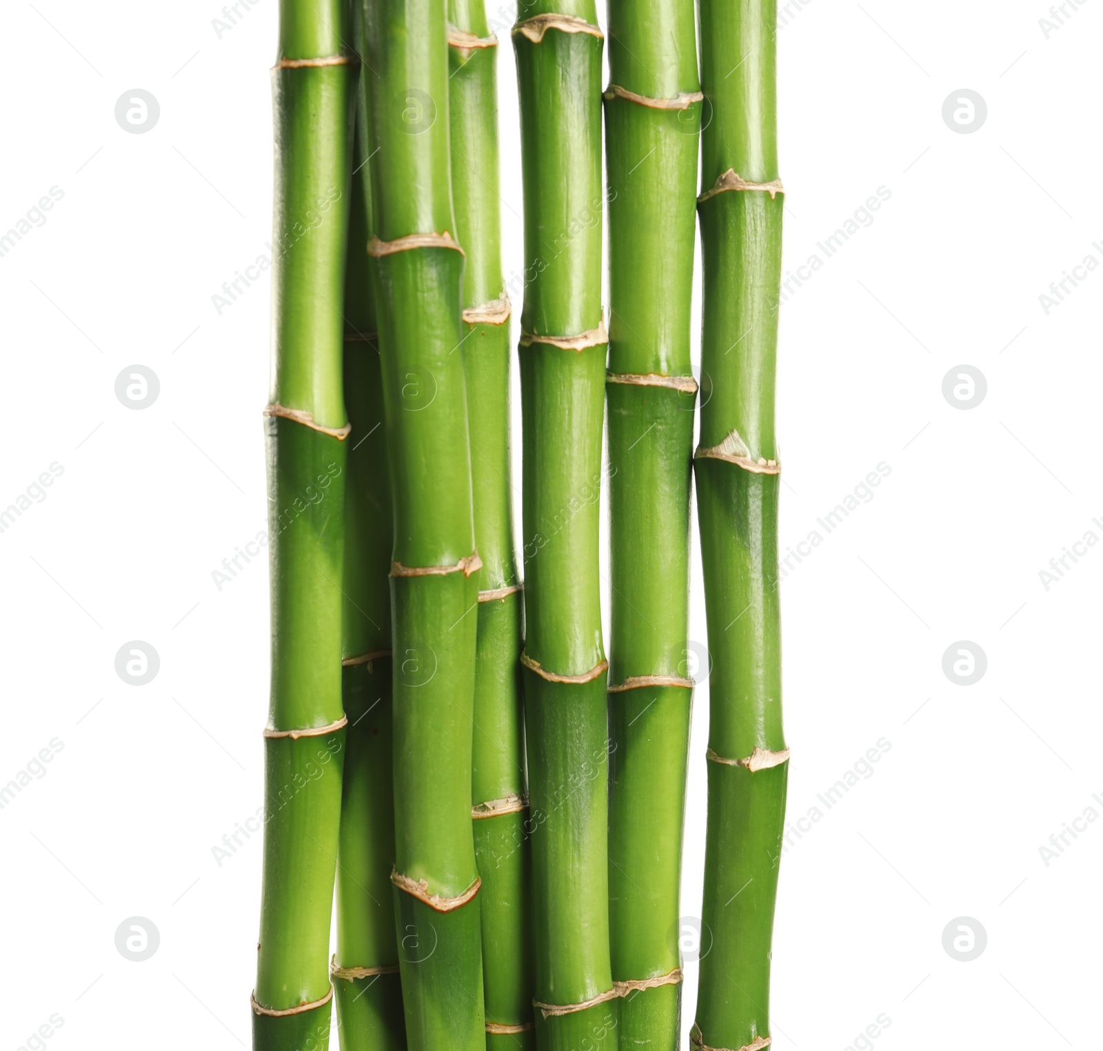 Photo of Beautiful green bamboo stems on white background