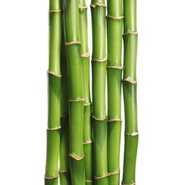 Photo of Beautiful green bamboo stems on white background