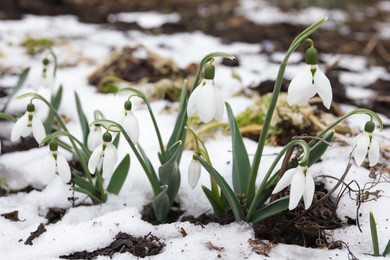 Photo of Beautiful blooming snowdrops growing outdoors. Spring flowers