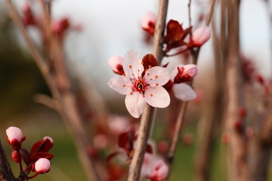 Branch of beautiful blossoming apricot tree outdoors, closeup. Spring season