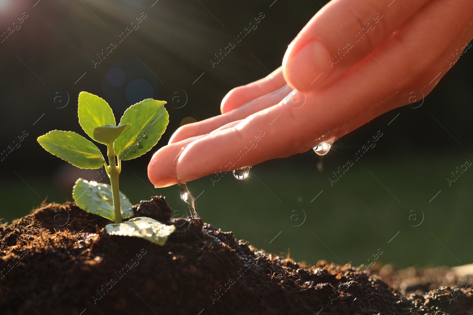 Photo of Woman watering beautiful green seedling in soil outdoors, closeup. Planting tree