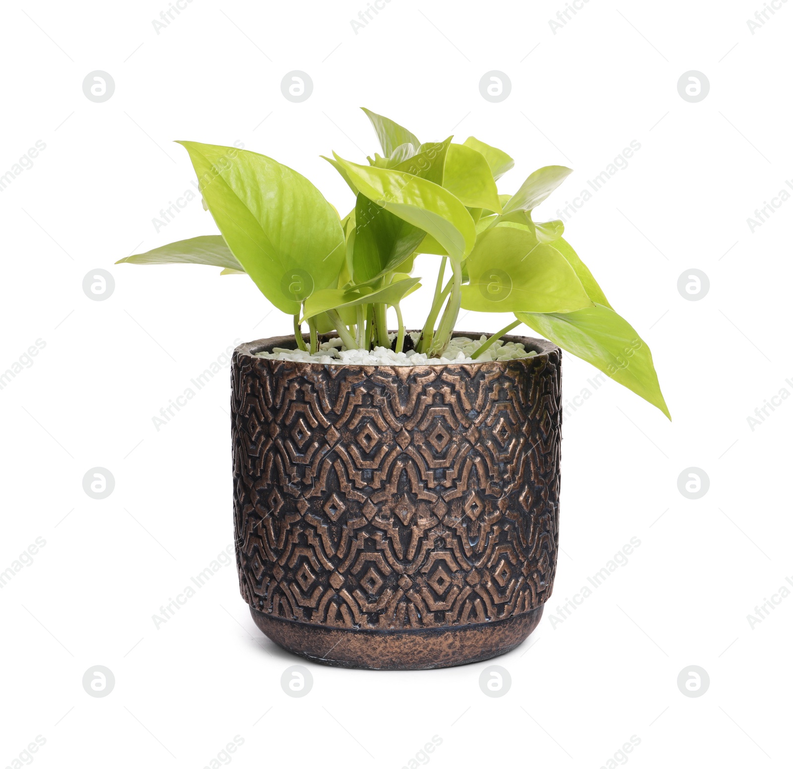 Photo of Scindapsus in pot isolated on white. House plant